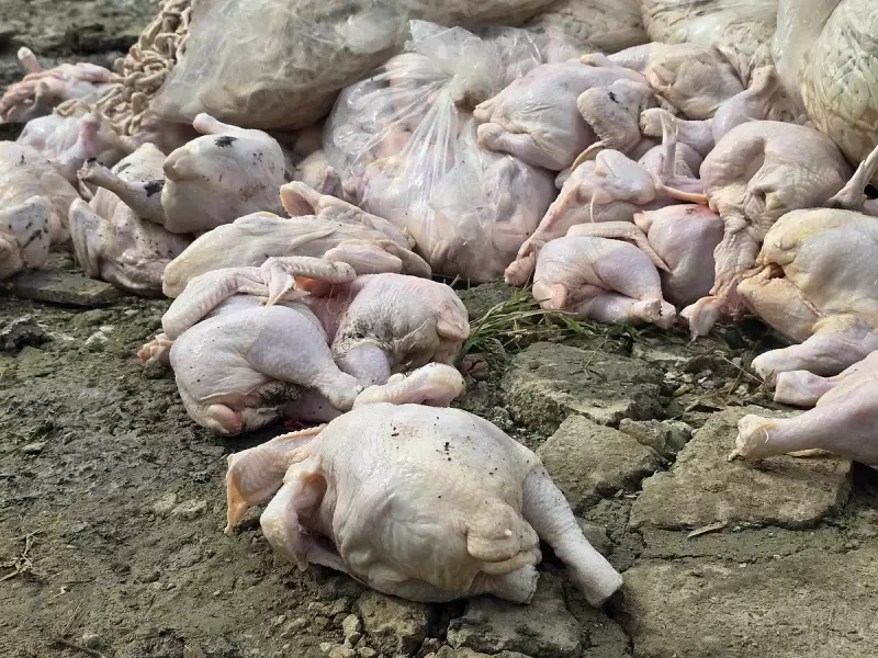 4,000 Kilos of Smuggled Chicken Meat Seized in Lapu-Lapu City Raid