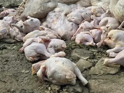 4,000 Kilos of Smuggled Chicken Meat Seized in Lapu-Lapu City Raid