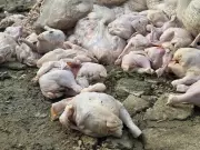 4,000 Kilos of Smuggled Chicken Meat Seized in Lapu-Lapu City Raid