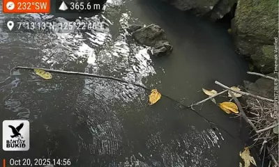 Davao City Council Calls Swine Farm Owner to Account for Panigan-Tamugan River Contamination Crisis