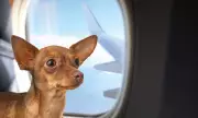 Philippine Airlines Launches FurPAL: Pets Now Fly In-Cabin