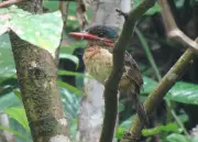 Rare Wildlife Discovery in Davao de Oro Protected Area