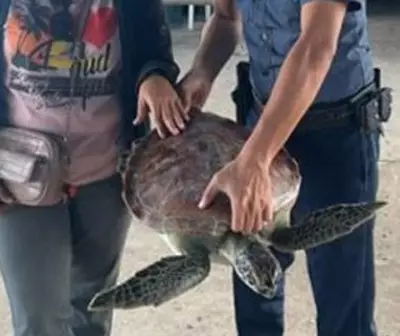 Critically Endangered Hawksbill Turtle Rescued in Zamboanga Sibugay