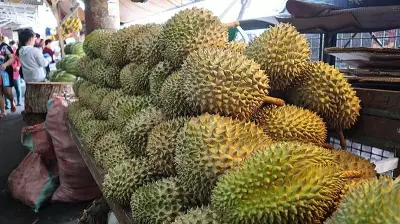 Philippine Durian Exports Plummet 86% in 2025 Amid Climate Woes