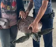 Critically Endangered Hawksbill Turtle Rescued in Zamboanga Sibugay