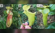New 'Megastoma' Pitcher Plant Found in Palawan, Already Critically Endangered