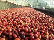 Philippines Aims to Revive Coffee Sector with P15B Annual Bill