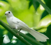 Rare Leucistic Philippine Pied Fantail Spotted in Zamboanga's Great Sta. Cruz Island