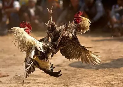 3 Arrested, Including 2 Seniors, in San Remigio Illegal Cockfighting Raid