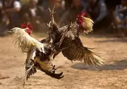 3 Arrested, Including 2 Seniors, in San Remigio Illegal Cockfighting Raid
