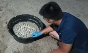 97 Olive Ridley Turtle Eggs Rescued, Moved to Hatchery in Davao de Oro
