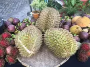 Davao City Boosts PhilGAP Certification for Durian Farms to Dominate Global Markets