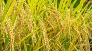 Philippines to Build 300 Rice Processing Centers Nationwide