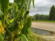 Sugar Board's Export Program Boosts Prices, Sparks Calls for Unity