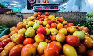DA Implements Emergency Measures as Tomato Prices Plummet to PHP7/kg