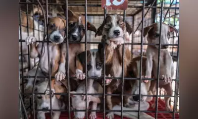 Davao City Reports Low Pet Reclaim Rate, Only 15% of Impounded Animals Returned