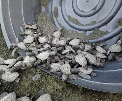 DENR Releases 94 Olive Ridley Hatchlings in Zamboanga del Sur Waters