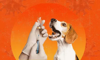 FDA Investigates Counterfeit Rabies Vaccine Linked to Child's Death in Aurora