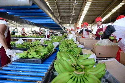 Philippines Reclaims World's 2nd Largest Banana Exporter Title in 2025
