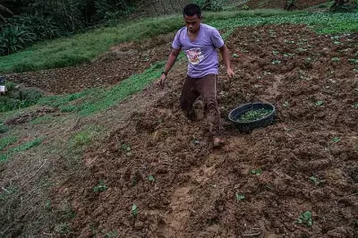 Tropical Depression Basyang Damages Dalaguete Farms, Now Weakens to LPA