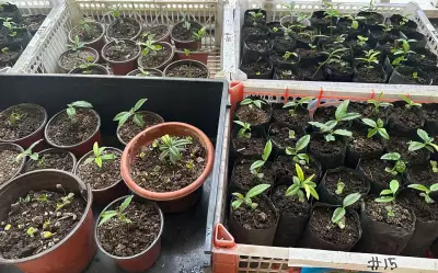 Woman Arrested for Selling Critically Endangered Agarwood in Cebu Entrapment Operation