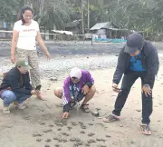 69 Critically Endangered Hawksbill Turtle Hatchlings Released in Zamboanga del Norte