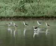 Annual Waterbird Census Records 7,600 Birds Across Zamboanga Wetlands
