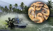Japanese Shrimp Farm in Davao Oriental to Boost Production with Nanobubble Tech