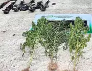 Philippine Military Destroys P18.2M Marijuana Plantation, Seizes Firearms in Sulu
