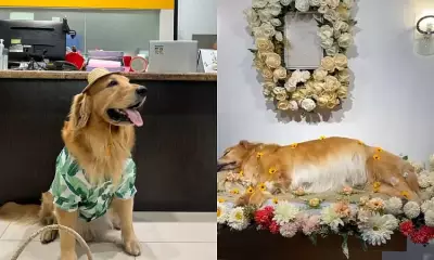 Cebu's Beloved Pet Influencer Butter Passes Away at Age 7