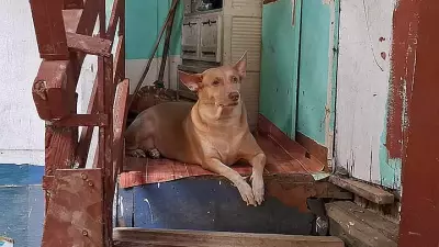 Loyal Dog Shot Dead While Waiting for Owner's Return in Tragic Incident