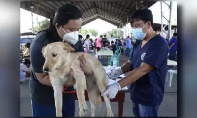 Rabies Cases Drop 65% in Early 2026, DOH Urges Pet Vaccination