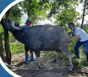 Cebu's Animal Health Crisis: Veterinary Shortage Threatens Public Safety