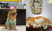 Cebu's Beloved Pet Influencer Butter Passes Away at Age 7