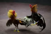 Cockpit Lessor Files Ombudsman Complaint Over Illegal Cockfighting in Bantayan