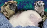 New Philippine Eagle Chick 'Bayani' Hatches, Boosting Conservation Hopes