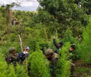 Philippine Authorities Destroy P10.3M Marijuana Plantations in Sulu Operation