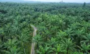 Philippines Boosts Palm Oil Production in Mindanao to Cut Imports and Boost Rural Economy