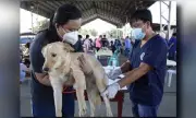 Rabies Cases Drop 65% in Early 2026, DOH Urges Pet Vaccination