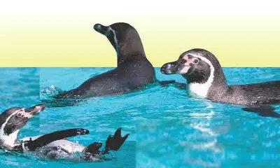 Humboldt Penguins in Captivity: Balancing Education, Ethics, and Animal Welfare in Cebu