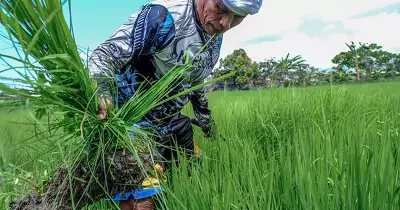 Talisay Farmer Battles El Niño, Relies on Springs for Rice Crop