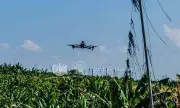 AI-Powered Drones Tested in Davao Banana Farms for Disease Detection