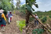 Banana Power: How Southeast Asian Women Are Transforming Forests and Communities