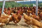 Cebu Poultry Farm Suspended for Sanitation Issues and Fly Infestation