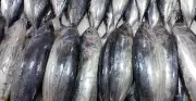 Iloilo Scombroid Poisoning Cases Rise to 66, Linked to Contaminated Tulingan Fish