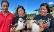 Juvenile Philippine Hawk Eagle Rescued in Davao de Oro, Highlighting Wildlife Protection