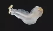 Philippine 'Chalk-Chomping Clam' Vies for International Mollusc of the Year Title