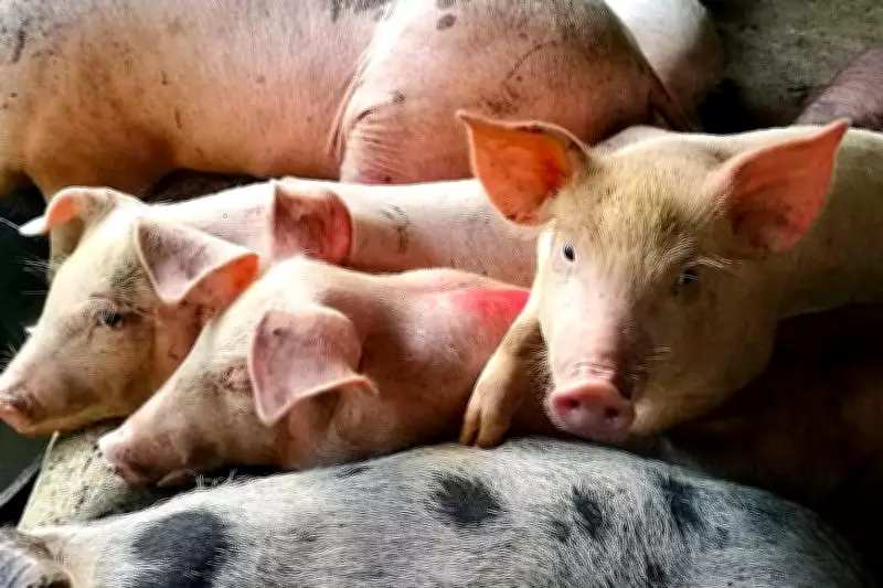 Marcos Signs EO Raising Pork Import Volume to Stabilize Prices
