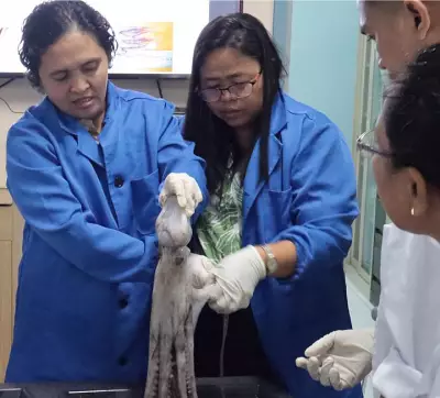 BFAR Trains Personnel on Octopus Reproductive Biology for Fisheries Management