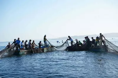 Cebu Fishery Production Rises by 8.33% in 2025, Reaching 36,586 Metric Tons